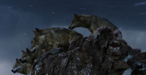 Le Dernier loup - loups affâmés